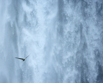 Fulmar in flight across waterfall, Skogafoss, Iceland