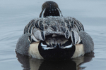 Pintail