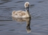Signet