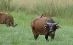 Forest buffalo
