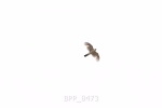 BPP_8473