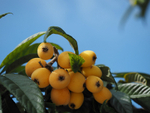 Loquats After The Bees   
