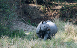 Rhino