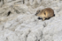 Rock Hyrax scratching, Stony Point Nature Reserve, South Africa