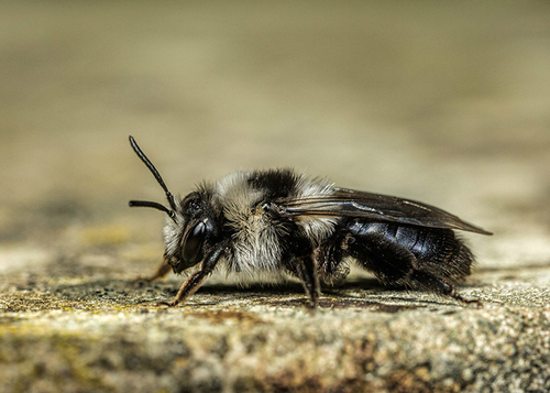 [i]Andrena cineraria]/i] female. Warwickshire, April 2014.