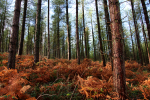 Pine Forest _ S126