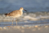 Low angle shot of Willet, Fort De Soto Park, Florida