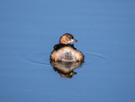 Little Grebe