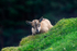 Turkmenian Markhor Goats, Screw-horn Goats - DSC_6724