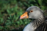 Greylag Goose