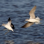 Common Greenshank (Tringa nebularia)