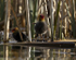 COOTS
