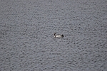 Red-throated Diver