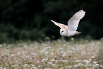 Barn Owl 210812 7