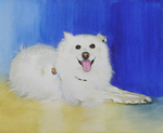 Pet Portraits portfolio