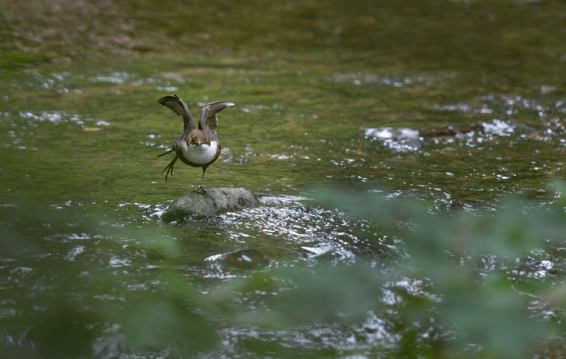 Dipper - River Bollin - Cheshire