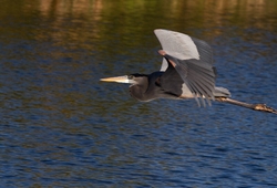 Great Blue Heron _0075