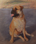 Mastiff