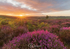 Sunrise over the heather, nr Rockford Common