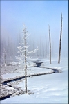 Tangle Creek