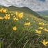 Wild Tulips (Tulipa sylvestris subsp autralis.  also T. australis) 