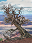 ANCIENT TREE, DEAD HORSE POINT OVERLOOK - UTAH