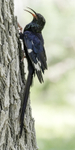 Violet Wood Hoopoe