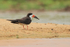 Black Skimmer standing on sand, Rio Sao Lourenco, Pantanal, Brazil
