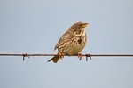 Corn Bunting
