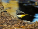 Grey Wagtail