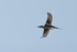 Long-tailed Duck (male) flying, Iceland