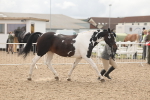 SBM_02061