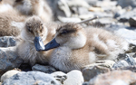 Patos Cuchara