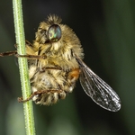 Hoverfly (Falennia fasciata)