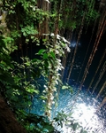 Jungle Pool