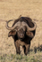 Cape Buffalo