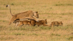 Cubs Playing