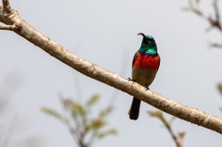 Bird Scarlet Chested Sunbird