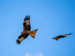 Red Kite