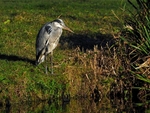 Grey Heron