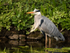 Grey Heron
