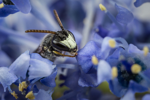 Hylaeus - White-faced or Yellow-faced Bees