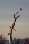 Bald Eagle perched on dead tree, New Mexico, USA