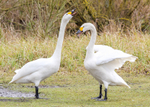 Bewick's Swan 2