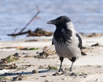 Hooded Crow portfolio