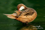 _MG_1608a