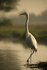 Great White Egret