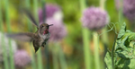Annas Hummingbird female with leek