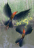 B20  Wherry Birds  (A4)