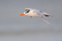 Royal Tern gliding close by, Fort De Soto, Florida
